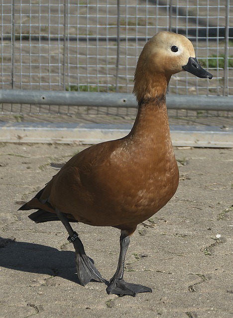 更严重